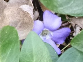 Lorsque la pervenche fleurit, il est temps de pailler;  laisser un petit espace entre les tiges des plantes et le bord du paillis pour éviter la moisissure.
