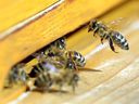 Les abeilles s'envolent vers leur ruche le 8 avril 2019 à Berlin.