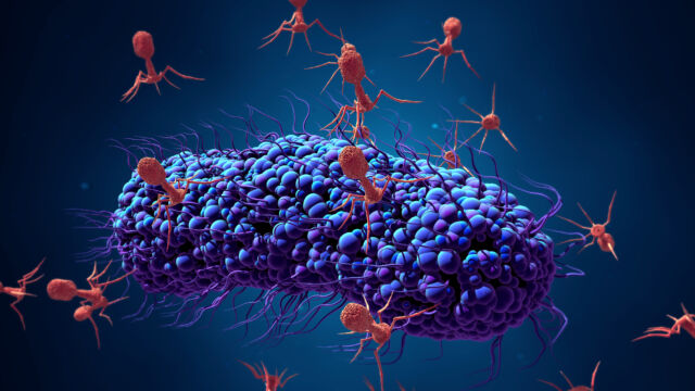 Bactériophages attaquant une bactérie.