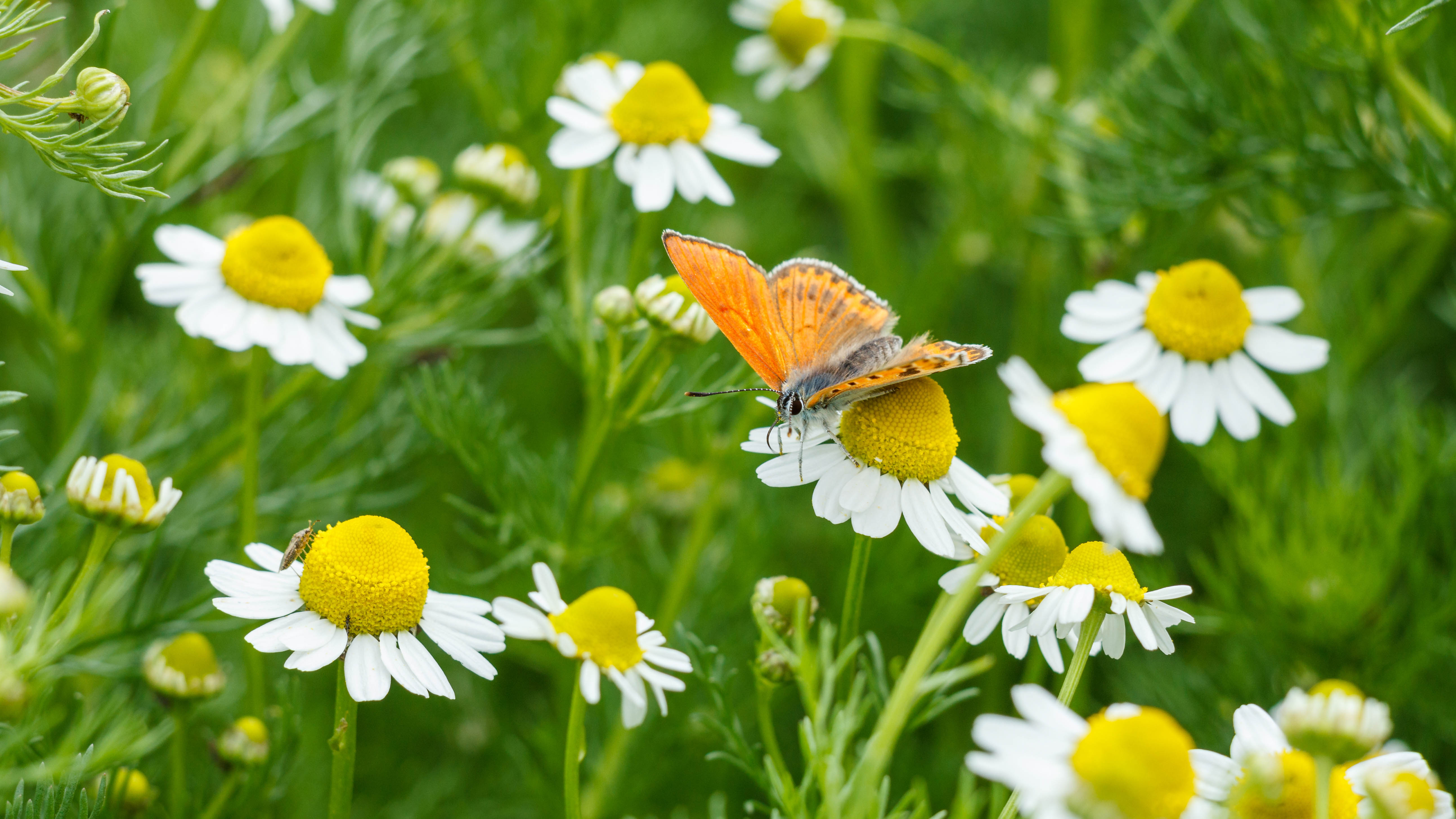 Un papillon posé sur des fleurs de camomille