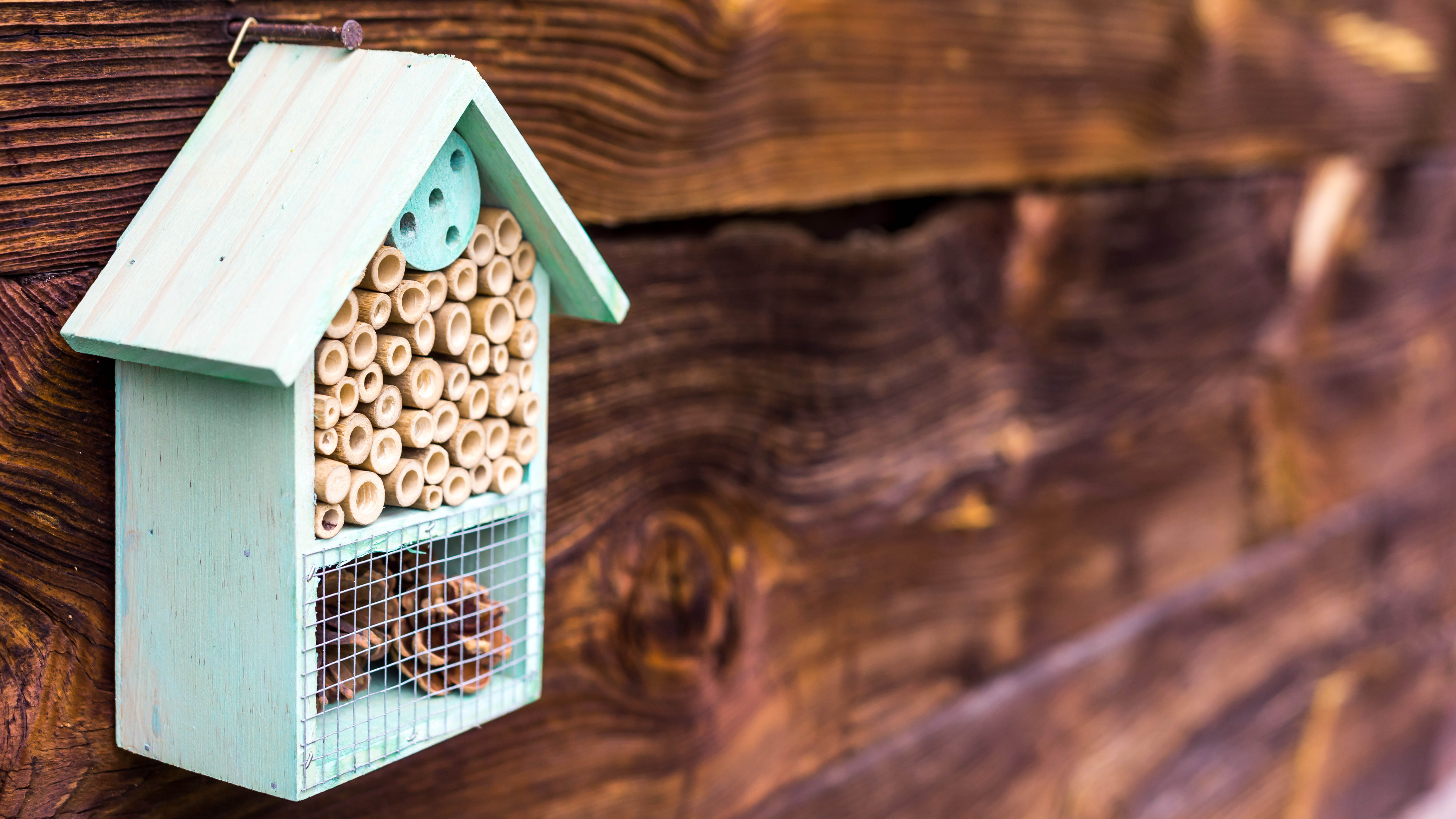 Une maison d'abeilles accrochée à un hangar en bois