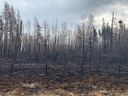 Arbres brûlés à Entwistle, en Alberta.