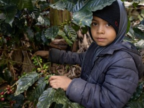 Un enfant cueille des cerises de café au Nicaragua.