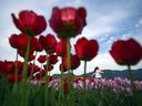 Une femme pose entre des rangées de tulipes au Abbotsford Tulip Festival à Lakeland Flowers, à Abbotsford, en Colombie-Britannique, le mercredi 3 mai 2023.