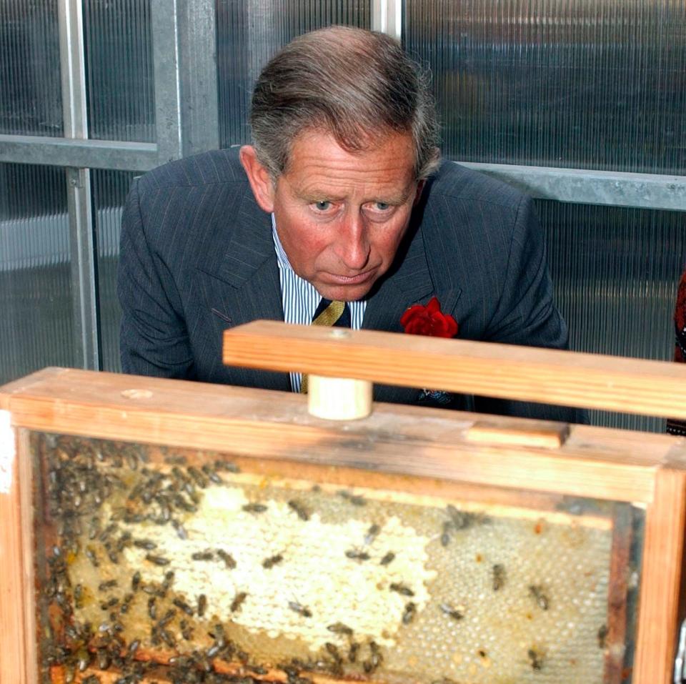 Le prince Charles regarde une ruche lors d'une visite à la ferme urbaine de Meanwood Valley - Pool/Tim Graham Picture Library