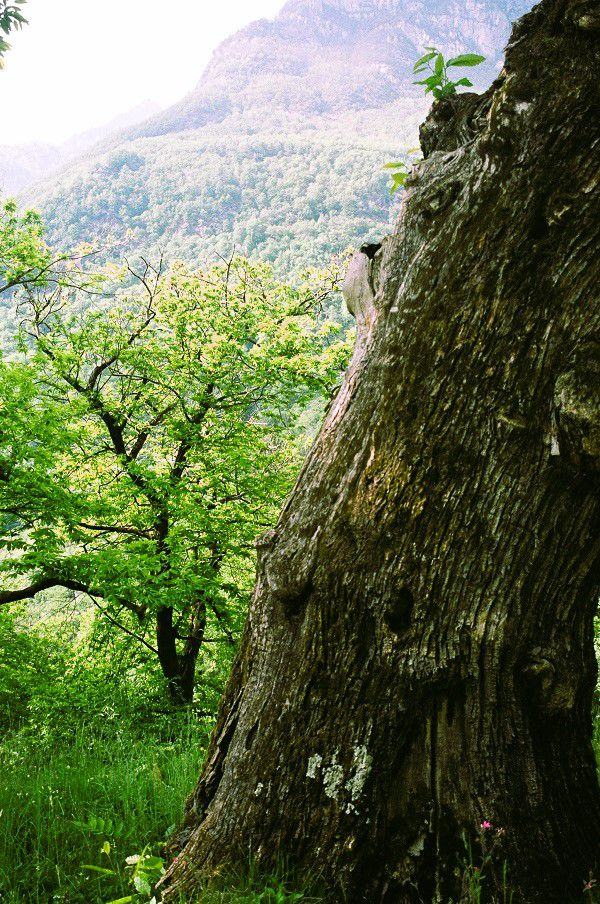Image d'un grand arbre avec une écorce rugueuse au premier plan et une forêt verdoyante en arrière-plan
