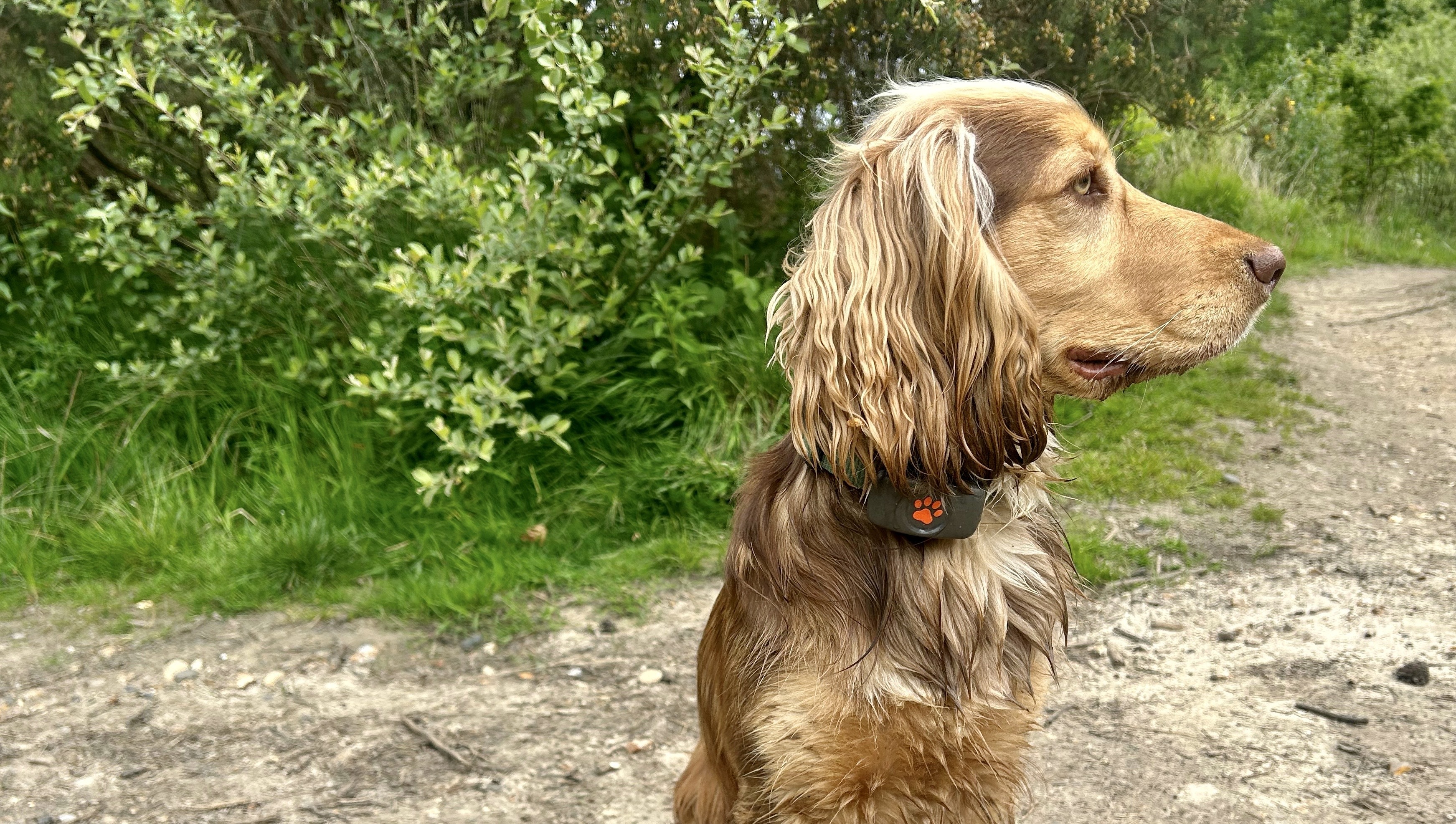une photo du collier GPS PitPat sur un chien