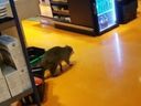 L'utilisateur de Twitter Alex Chow (@amchow78) a publié une vidéo d'un raton laveur dans un magasin Dupont St. Loblaws. 