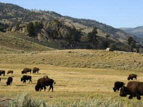 Un troupeau de bisons broute dans la vallée de Lamar, dans le parc national de Yellowstone, le 3 août 2016.