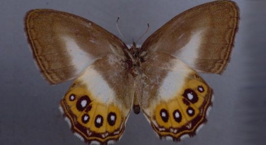 A butterfly named after Lord of the Rings villain Sauron