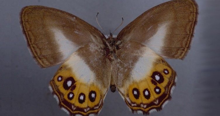 A butterfly named after Lord of the Rings villain Sauron