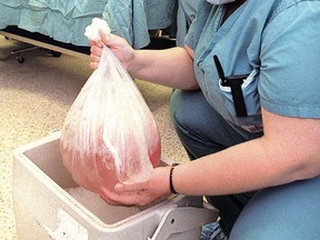 Une infirmière place les poumons prélevés dans un sac, puis dans une glacière pour leur voyage.