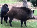 Deux cochons sauvages aperçus dans le comté de Norfolk, en Ontario.