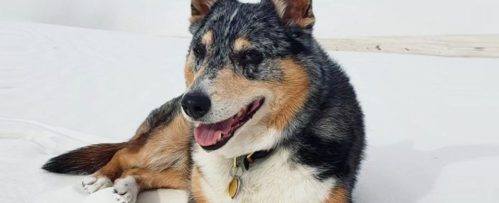 Einstein, le chien qui incarnait Cain dans Red Dead Redemption 2, est décédé