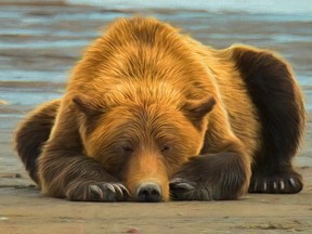 Ours grizzli dormant sur une plage