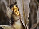 Le maïs se trouve dans un champ pendant la récolte à l'extérieur de Walnut, Illinois.