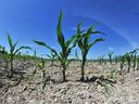 Au milieu d'une sécheresse à l'échelle de la Colombie-Britannique, deux plants de maïs dans un champ d'Abbotsford luttent pour survivre.  Les agriculteurs font face à des pertes de récoltes, à des pénuries d'aliments et à des décisions difficiles cet été.
