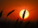 Un épi de blé est silhouetté par le soleil dans une récolte de blé près de Cremona, en Alberta.  Statistique Canada a déclaré que les agriculteurs s'attendent à planter la plus grande récolte de blé en plus de deux décennies.