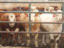 Les producteurs européens ont utilisé presque chaque gramme de leur accès élargi au marché canadien, mais les exportateurs canadiens n'ont pu utiliser aucune partie de leur quota de bœuf congelé en 2018, et seulement 3,1 % de leur quota de bœuf réfrigéré.