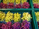 Le prix du raisin a bondi de 30 % en juin par rapport à mai.