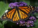 Sur cette photo du 17 septembre 2018, un papillon monarque repose sur une fleur à Urbandale, Iowa.
