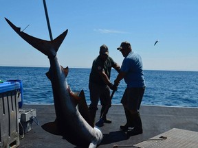 Des pêcheurs débarquent un requin lors du Yarmouth Shark Scramble sur cette photo du 17 juillet 2022.  L'événement en Nouvelle-Écosse a été annulé après près de 30 ans, car Pêches Canada a déclaré qu'il ne fournirait plus de licences scientifiques.