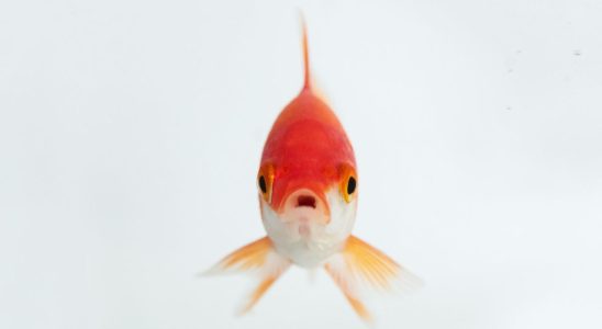 A goldfish in water.