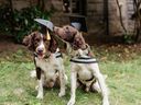 Anton et Arti sont les derniers diplômés du programme de formation Canines for Care. 