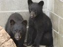 Les deux oursons – nommés plus tard Jordan et Athena – au North Island Wildlife Recovery Centre.