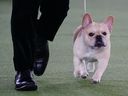 Winston, un bouledogue français, est en compétition pour Best in Show au 146e Westminster Kennel Club Dog Show, le mercredi 22 juin 2022, à Tarrytown, NY  