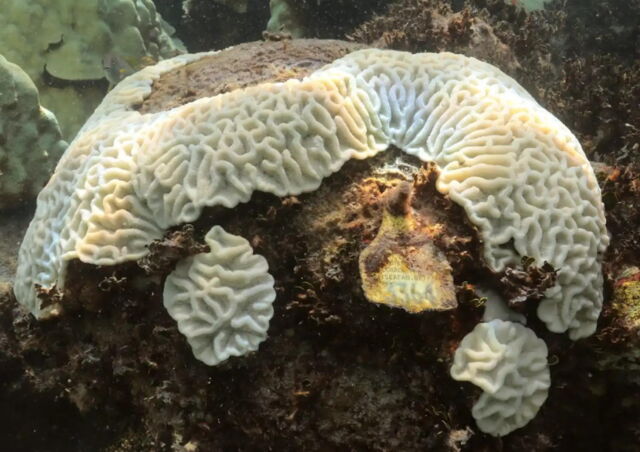 Un monticule de corail blanchi sur le site de surveillance de Cheeca Rocks dans le sanctuaire marin national des Keys de Floride qui avait été précédemment étiqueté montre le squelette de corail.