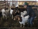 L'agricultrice Myriam Landry vérifie ses animaux à sa ferme caprine, le mardi 2 mai 2023, à St-Esprit, au Québec.