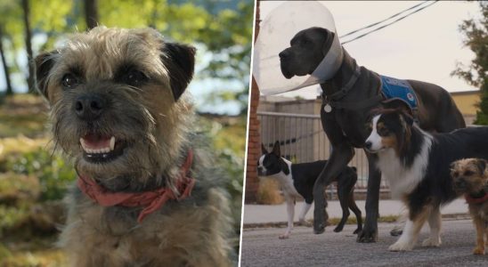 Le réalisateur de Strays parle de travailler avec des chiens, d'adopter son acteur principal - et d'être inspiré par Stand By Me