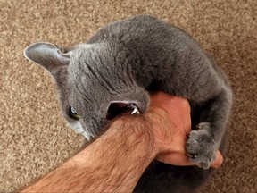 chat gris a attrapé les griffes de la main et mord