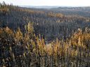 Des arbres brûlés par l'incendie de forêt de Donnie Creek bordent une forêt au nord de Fort St. John, en Colombie-Britannique.