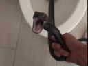 Un serpent qui se trouvait dans les toilettes d'une maison de Tucson, en Arizona, est photographié alors qu'il était en train d'être retiré par un employé de Rattlesnake Solutions.