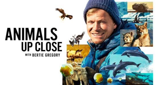 Animals Up Close with Bertie Gregory TV Show on Disney+: canceled or renewed?