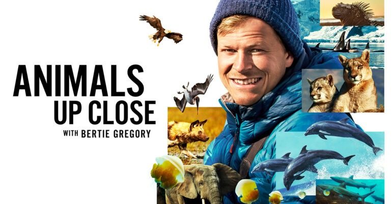 Animals Up Close with Bertie Gregory TV Show on Disney+: canceled or renewed?