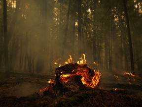 Un arbre tombé brûle lors de l'incendie de forêt du lac Lower East Adams, à Scotch Creek, en Colombie-Britannique, le dimanche 20 août 2023.