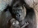 Dossi, le gorille qui vit au zoo de Calgary/Wilder Institute, a donné naissance avec succès à son bébé tôt mercredi matin. 