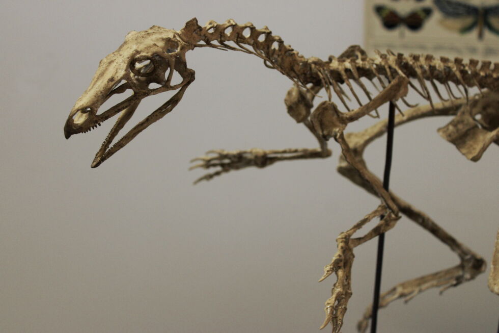 Une reconstruction du squelette complet basée sur les restes partiels identifiés jusqu'à présent.