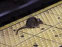 Dans cette photo d'archive du 27 janvier 2015, un rat traverse un quai du métro de Times Square à New York.