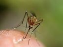 Les moustiques sont porteurs du virus du Nil occidental au Canada depuis 2002, mais les cas restent faibles.