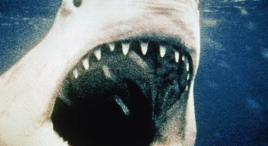 En regardant les quatre films de Jaws, l'erreur fondamentale de la série est claire
