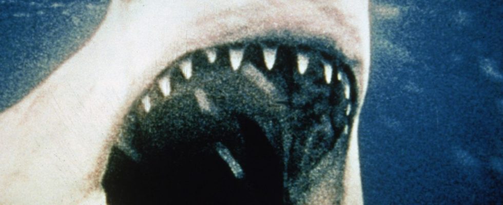 En regardant les quatre films de Jaws, l'erreur fondamentale de la série est claire