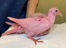 Wild Bird Fund, un groupe de réhabilitation d'oiseaux à but non lucratif de l'Upper West Side, a tweeté un oiseau aux teintes roses et a déclaré qu'il avait été « délibérément teint » pour une révélation de genre ou un mariage.