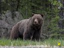 Le spray anti-ours s'est avéré être une bouée de sauvetage pour un chasseur du Michigan qui a été attaqué par un grizzli en Alaska mardi après s'être approché d'elle et de ses trois oursons.