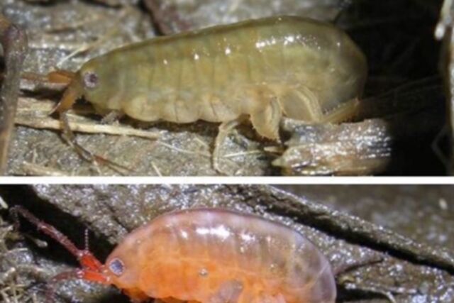 Avant et après : Les amphipodes infectés par un trématode parasite changent de couleur du gris clair ou du brun à l'orange et se déplacent vers les zones plus exposées des marais salants.