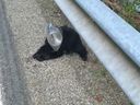 Un ourson avec un pot coincé sur la tête a été secouru par un garde forestier.