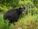 Un ours noir a levé les yeux après avoir grignoté une verdure luxuriante près de la rivière Slocan, près de Slocan, en Colombie-Britannique, le samedi 18 juin 2022.